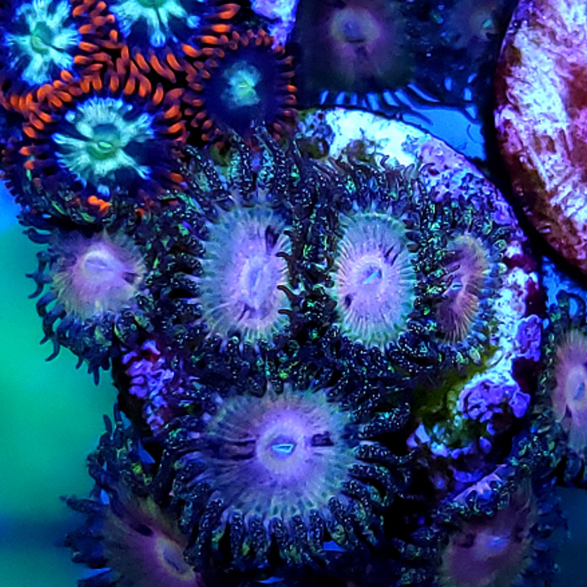 TheDragonsReef Zoa Collection | Reef2Reef