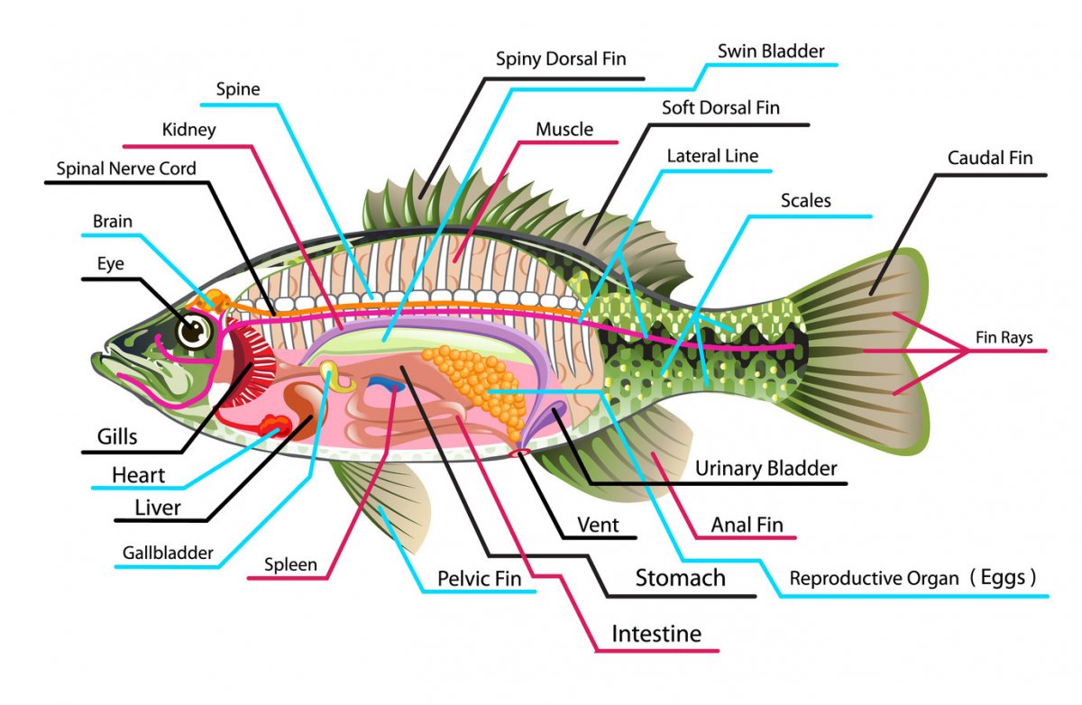 internal-anatomy.jpg