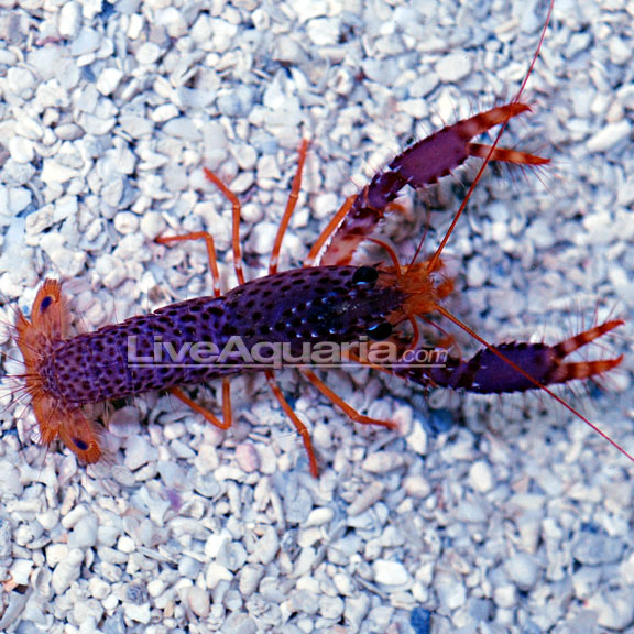Blue spiny lobster feeding  REEF2REEF Saltwater and Reef Aquarium