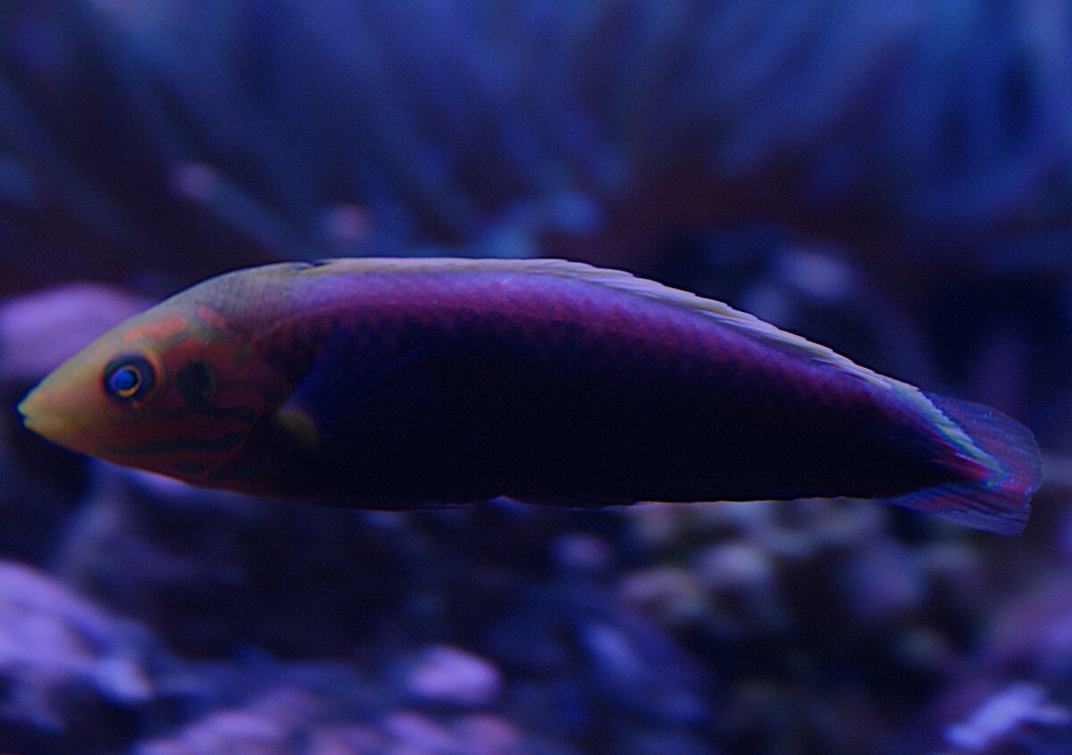 Iridis Wrasse.jpeg