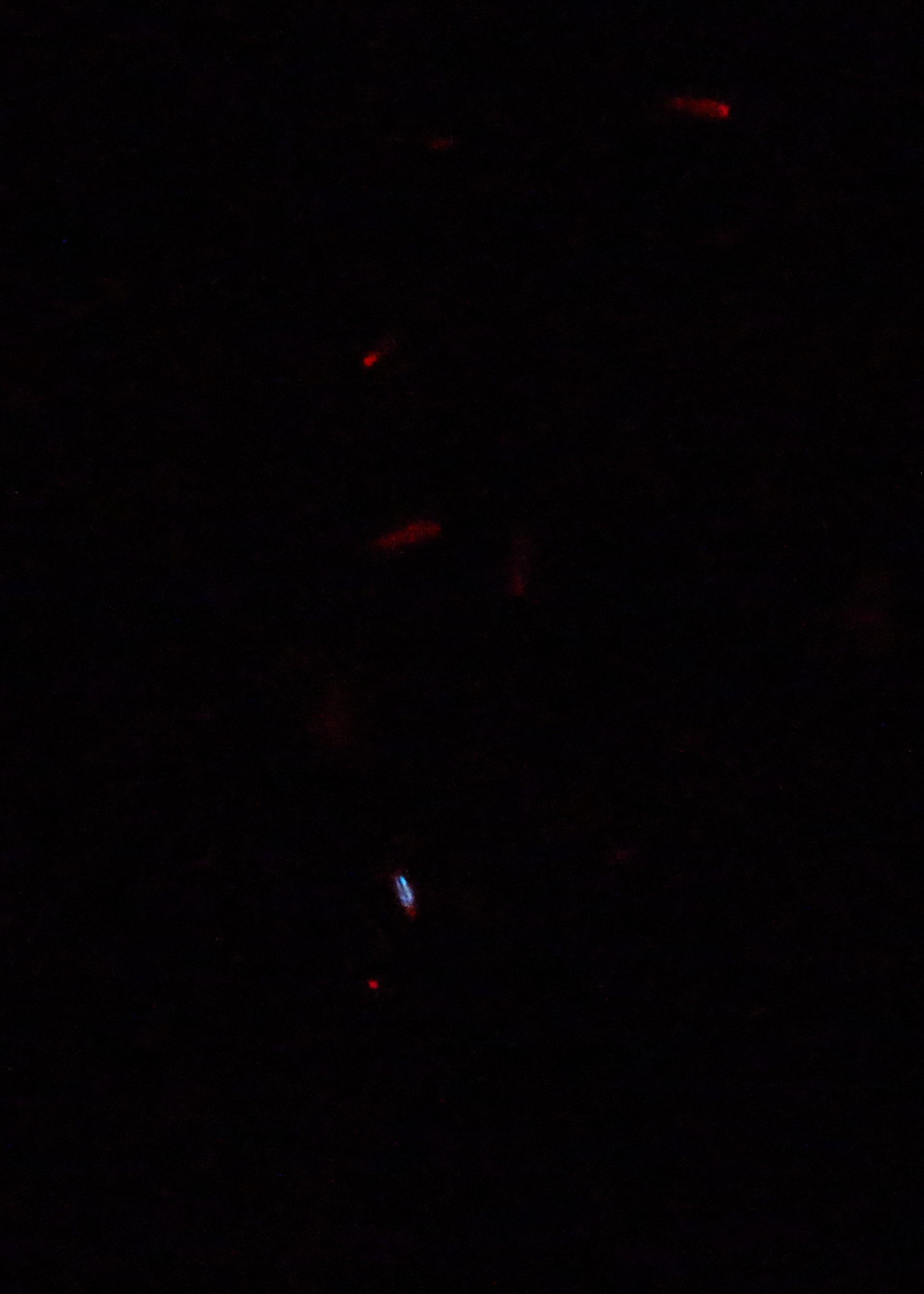 Isopod glowing.jpg