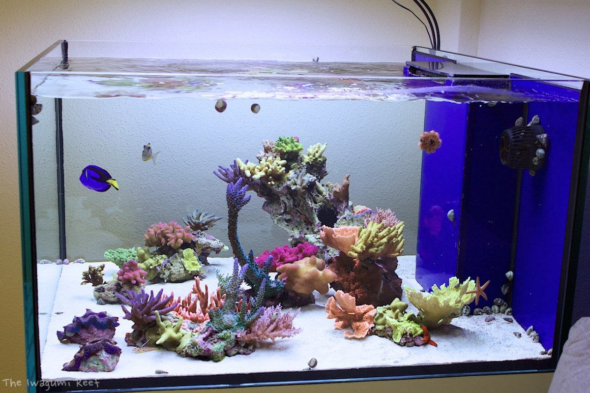 Thoughts On Reef Aquascaping Reef2reef Saltwater And Reef Aquarium Forum
