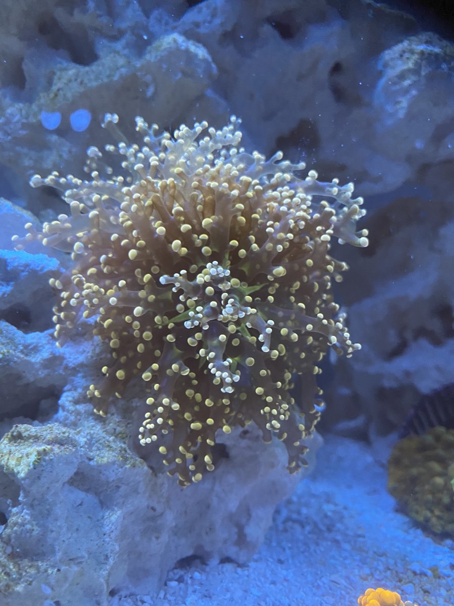 jan 19 frog spawn.JPG