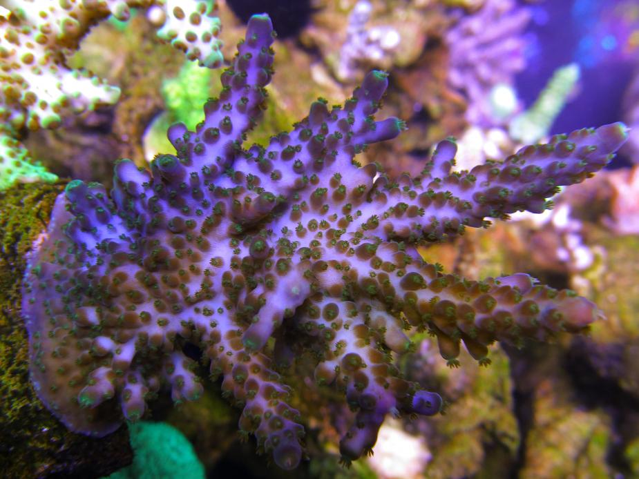 Coral hydra что такое марихуана e