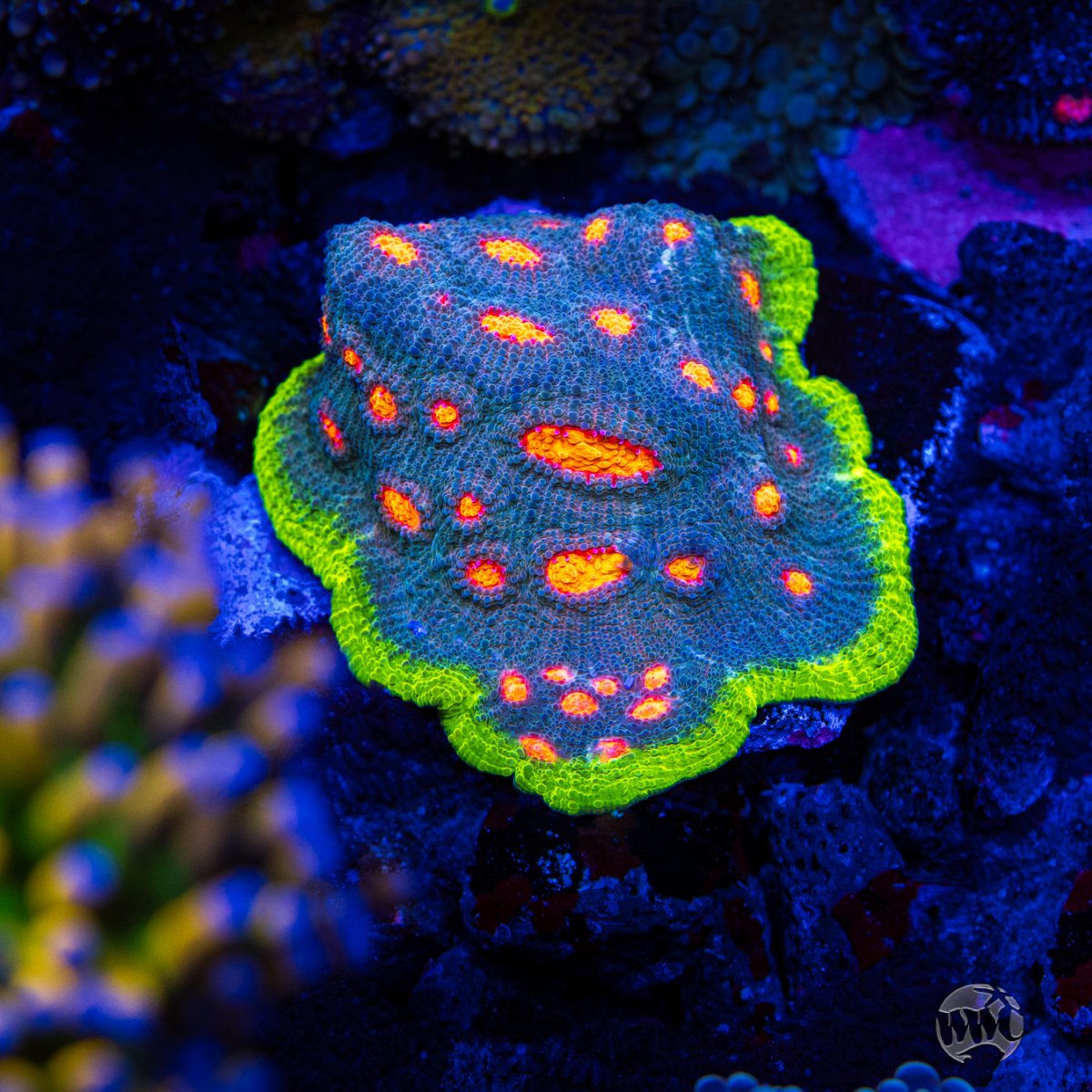 Jason-Fox-Crazy-Fox-Chalice-0285-MC-sm.jpg