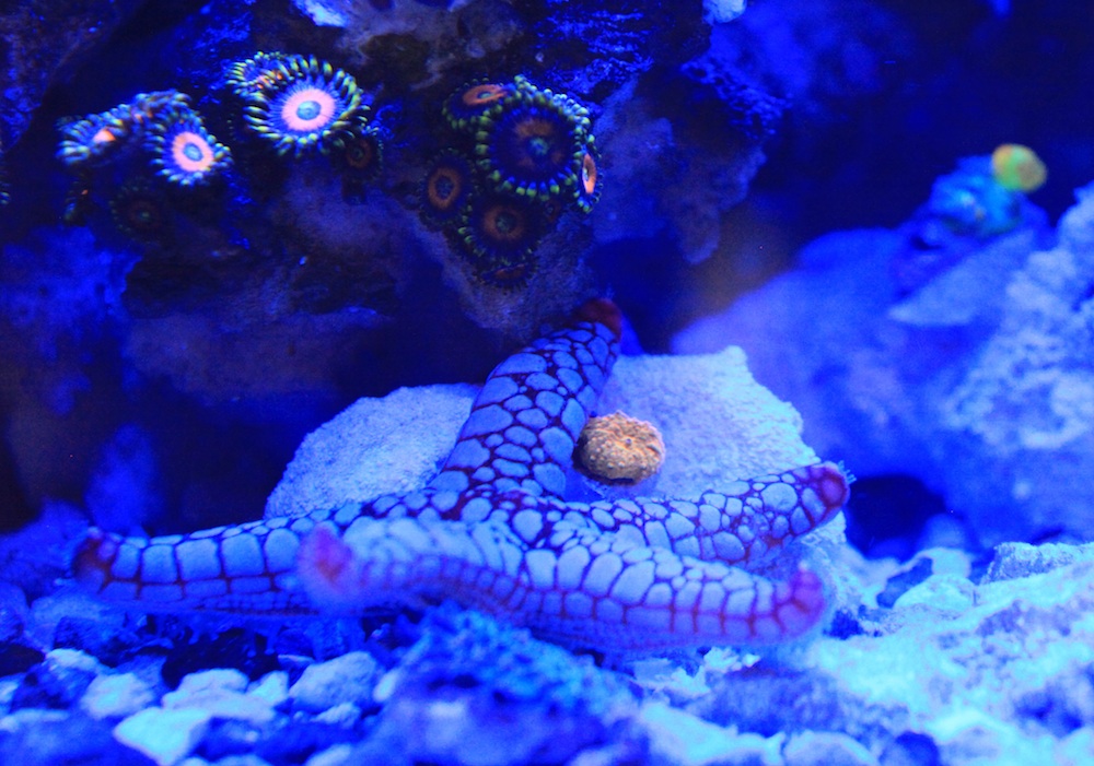 Jawbreaker Mushroom Frag and fromia matt geldof 120 gallon reef aquarium.jpg