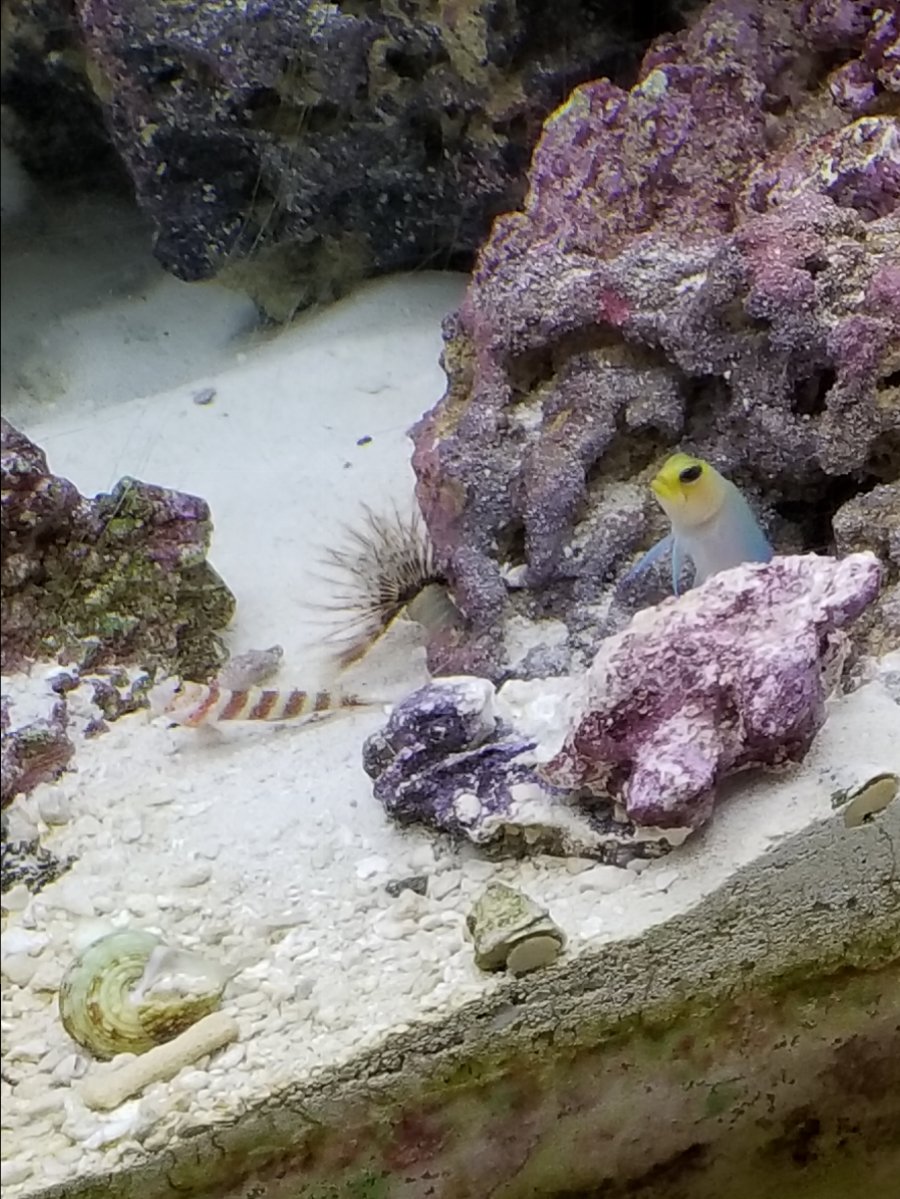 jawfish.jpg