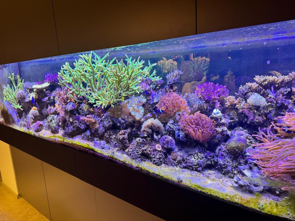 JC aquarium.jpeg