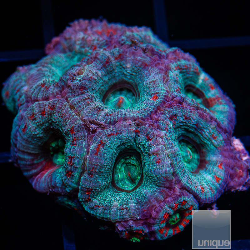 jc-Baby Blue Acan Lord Colony 179 99.JPG