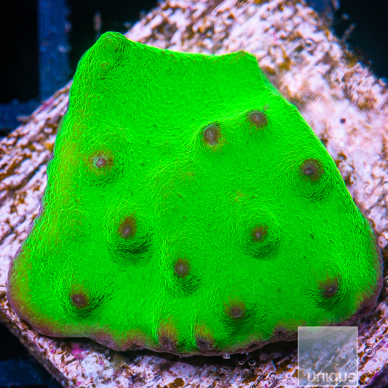 JC-Cabbage Coral 34 14.JPG