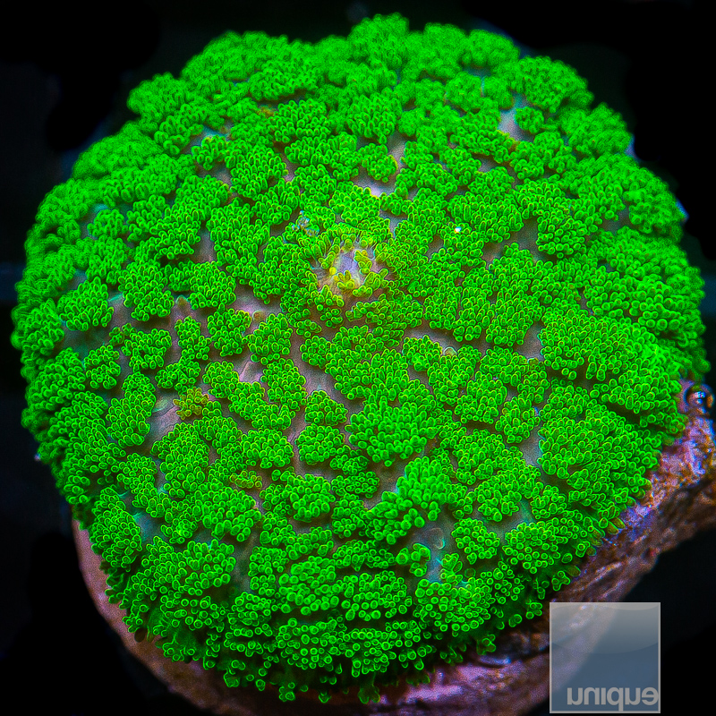 JC-Green Pincushion Mushroom 79 23.JPG