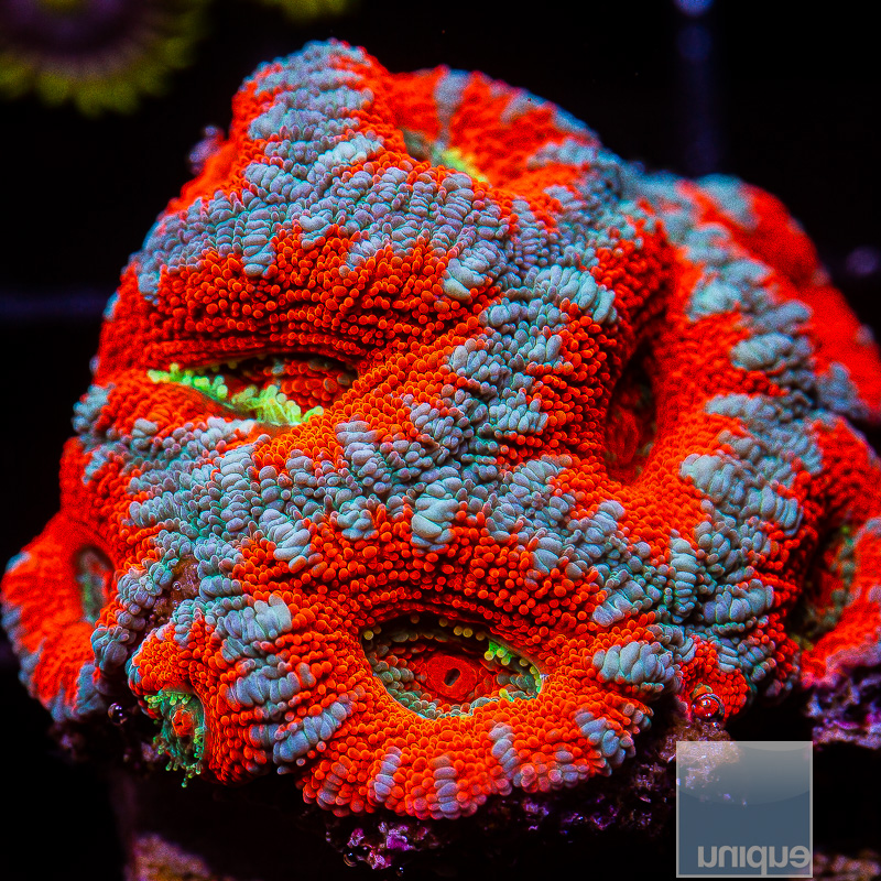 jc-Red and Blue Acan Lord 59 36.JPG