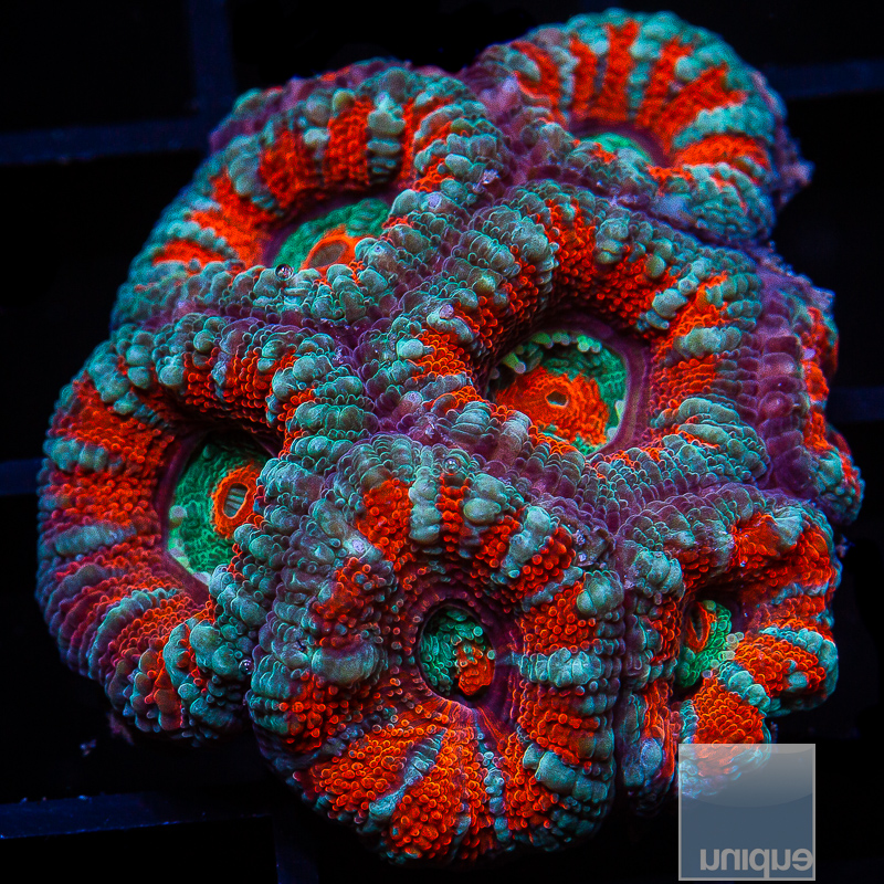 jc-Red and Blue Acan Lord Colony 219 99.JPG