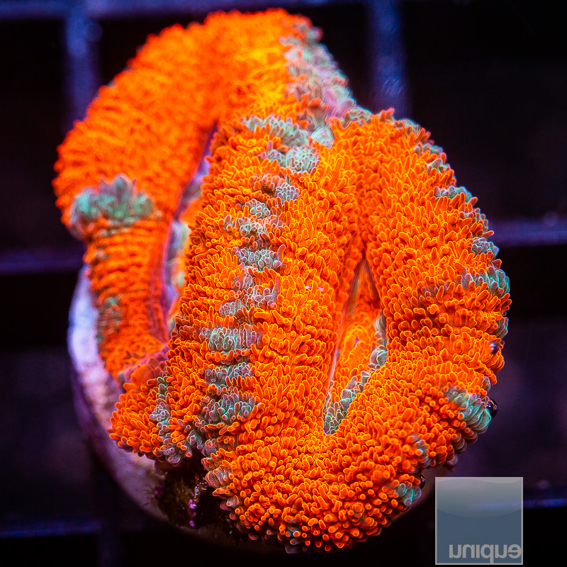 jc-Red Blue Acan Lord 39 20.JPG