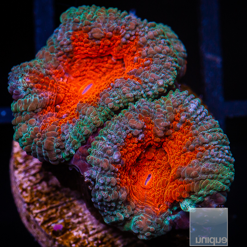 jc-Red Center Acan Lord 29 20.JPG