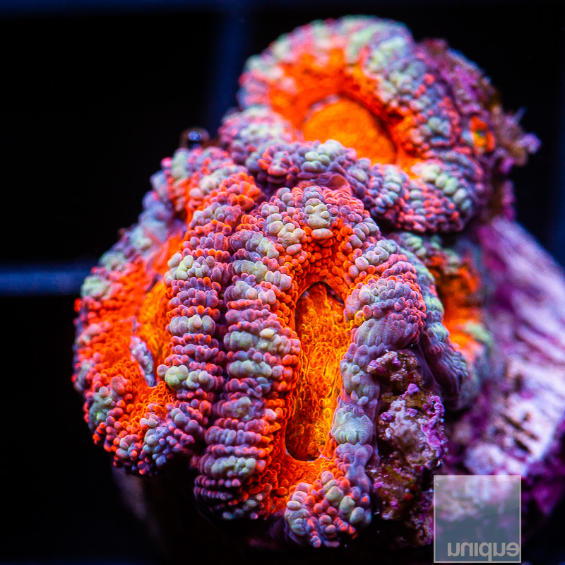 jc-Red Center Acan Lord 34 10.JPG