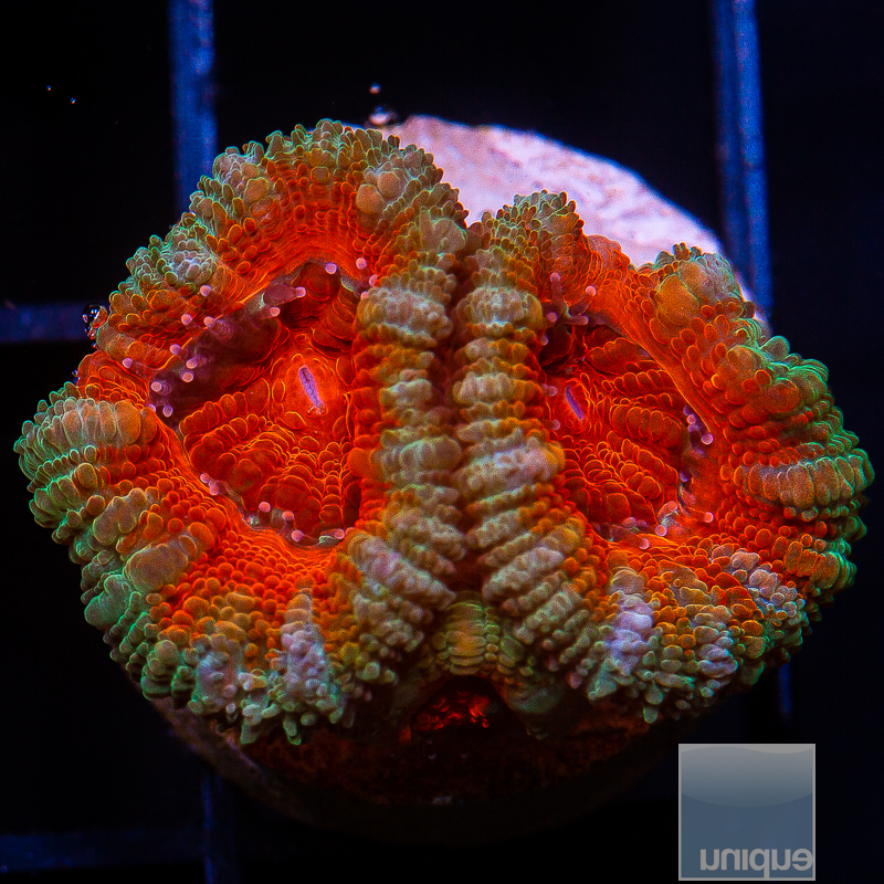 jc-Red Center Acan Lord 34 18.JPG