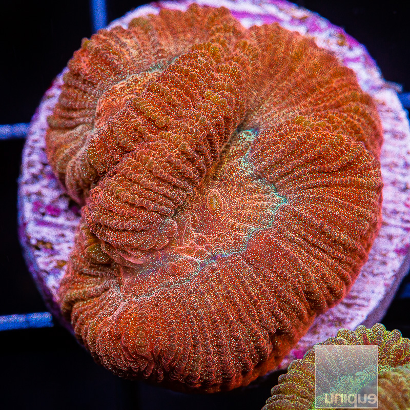 jc-Red Rainbow Fluted Moon Coral 59 26.JPG