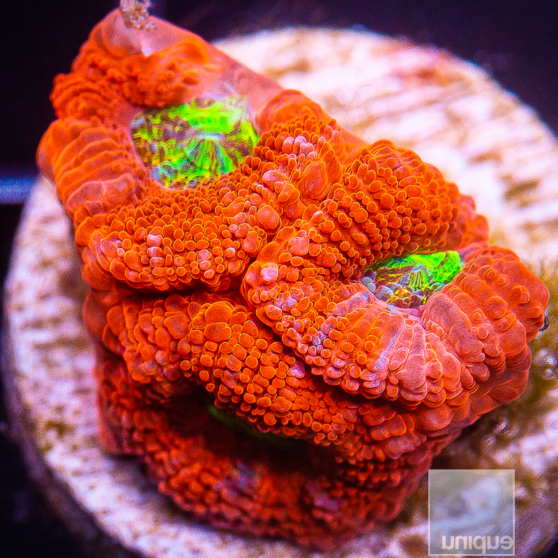 JC-UC Candypaint Acan Lord 129 85.JPG