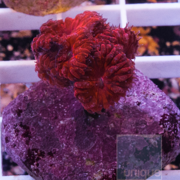 JC1-micro-red:purple-blastos-50.jpg