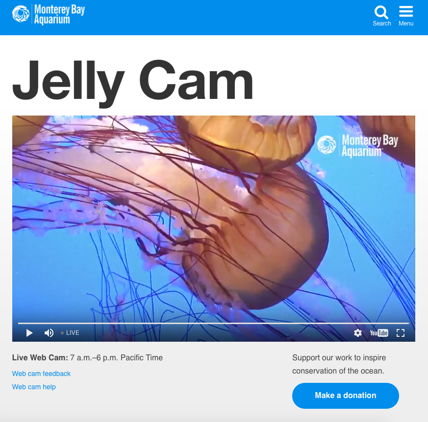 jelly-cam-monterey-bay.jpg
