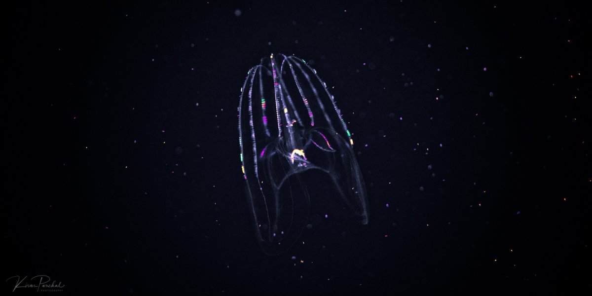 JellyFish-1.jpg