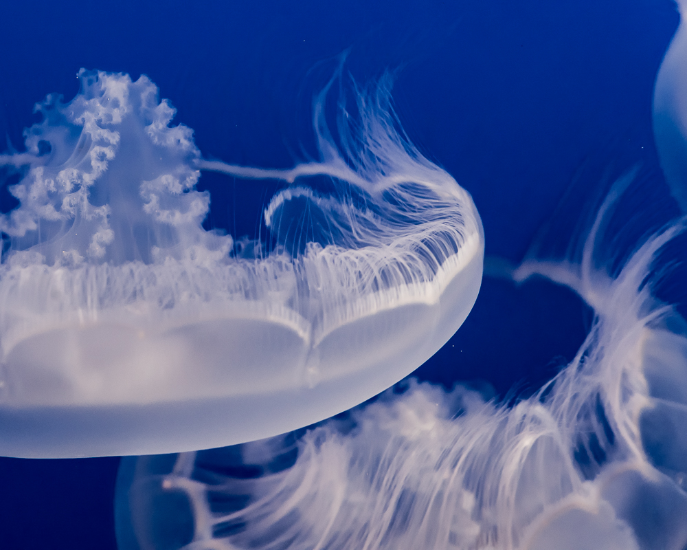 jellyfish-2.jpg