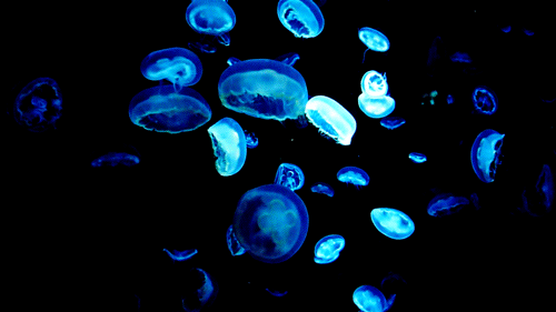jellygiphy.gif