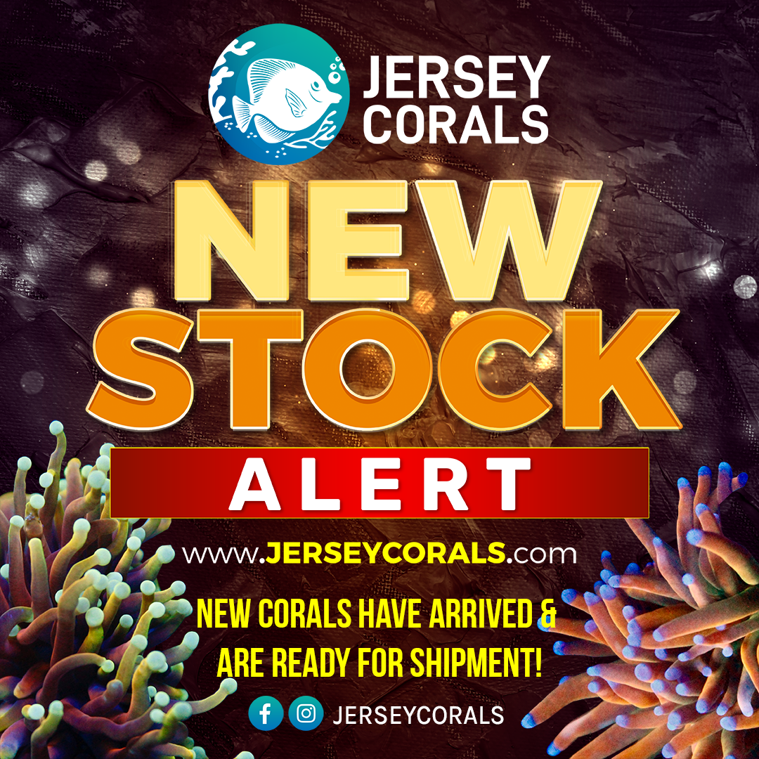 JERSEY CORALS NEW STOCK ALERT Social Media Post Square 1080 x 1080.png