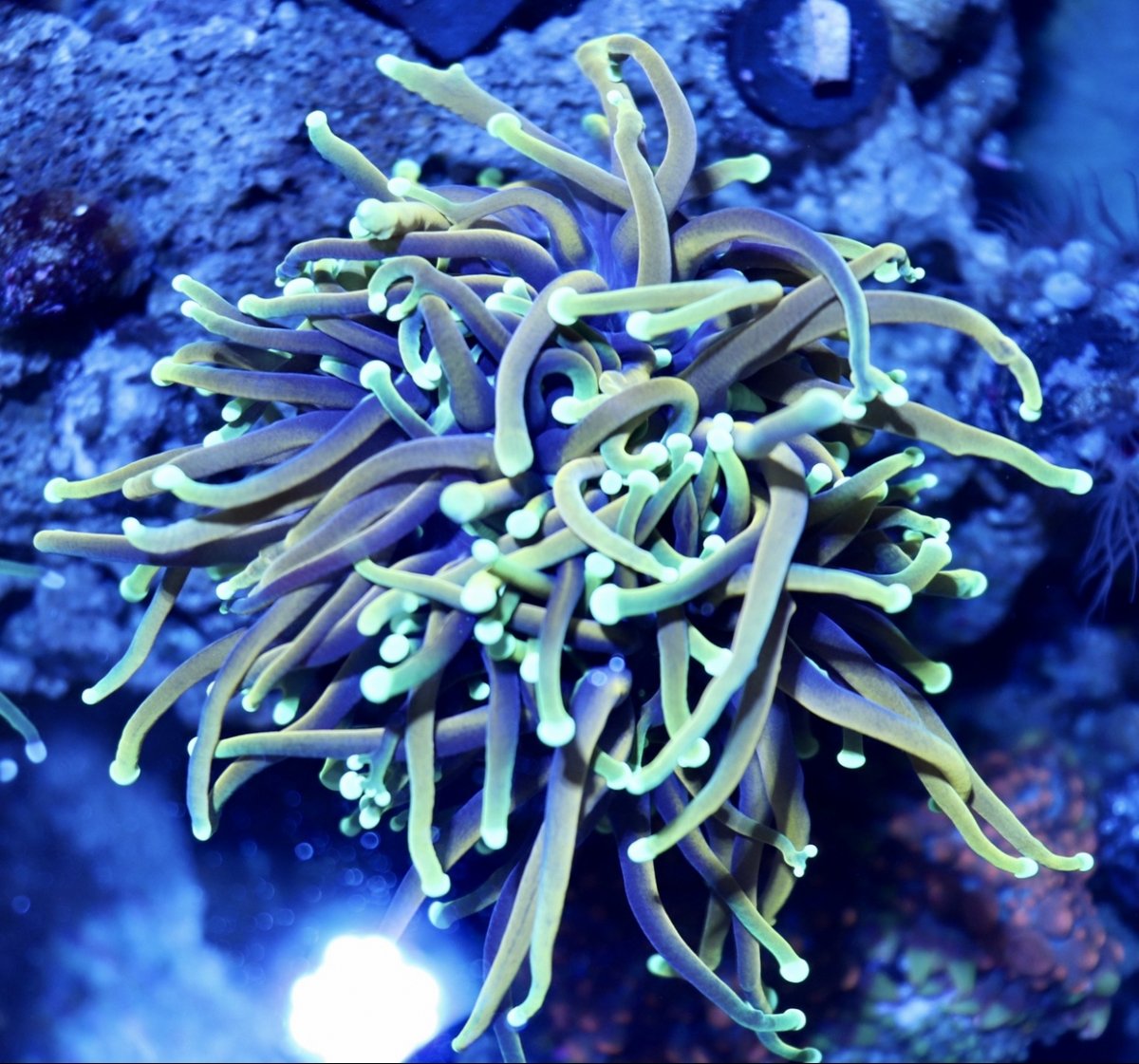 Jesters1.jpg