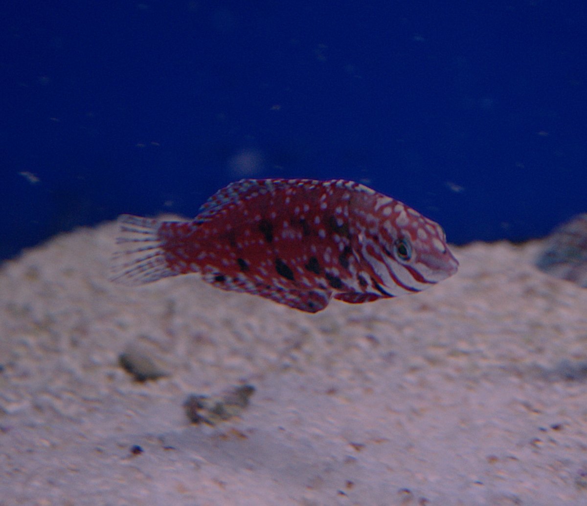 Jewelled Leopard Wrasse.jpeg