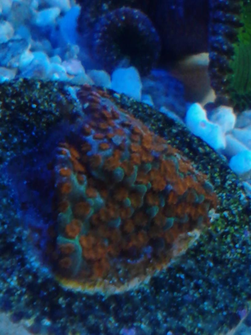 just got this today jason fox Aquaman monti | Reef2Reef