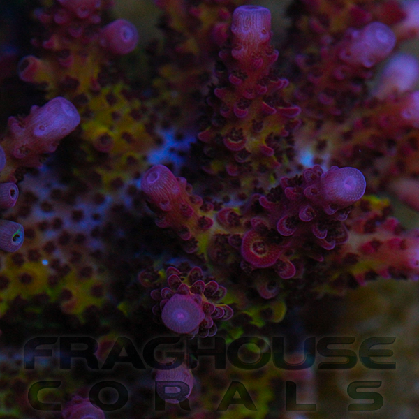 JF Pro Corals Rainbow 1.png