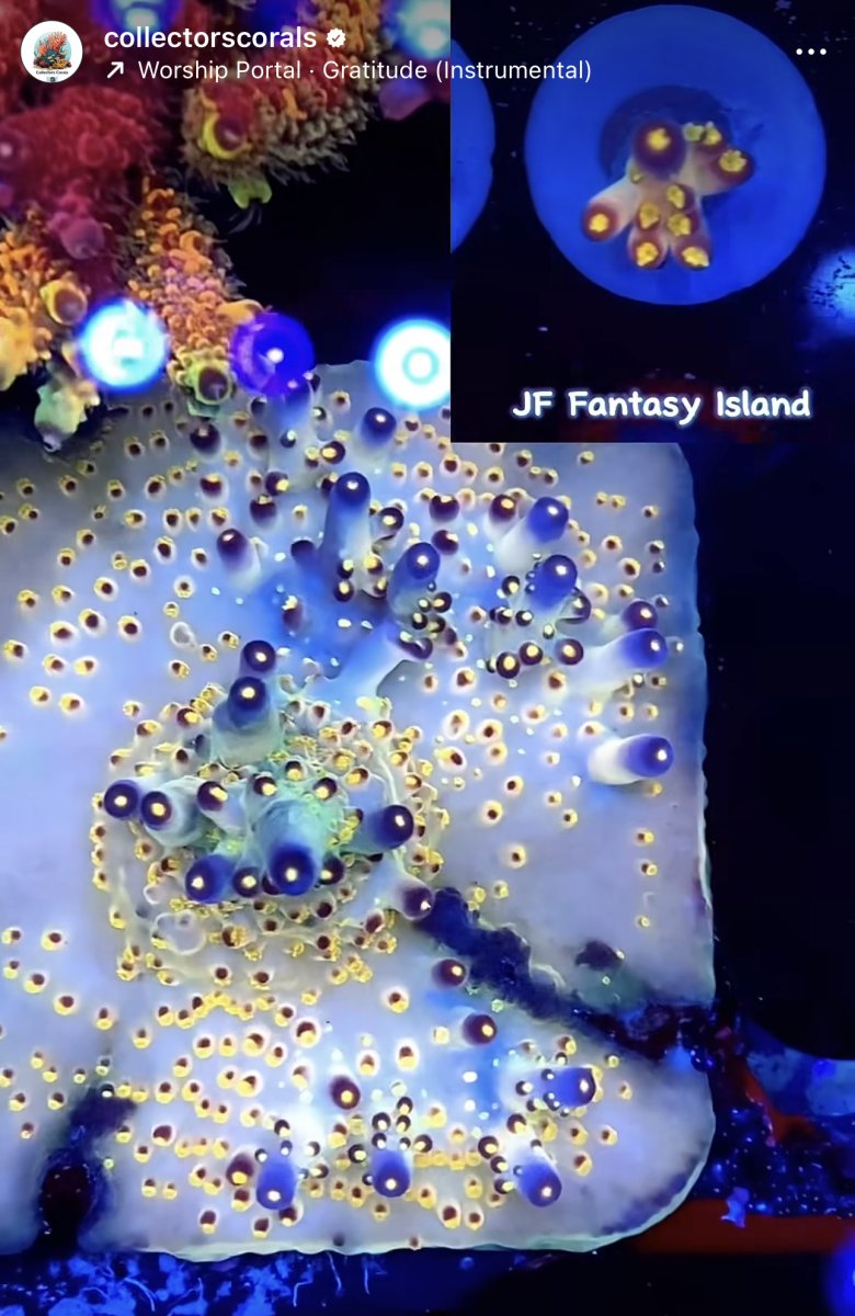 JF_Fantasy_Island.jpg