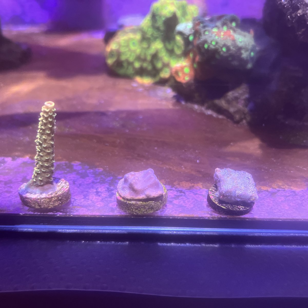 JPEG image 16.jpeg