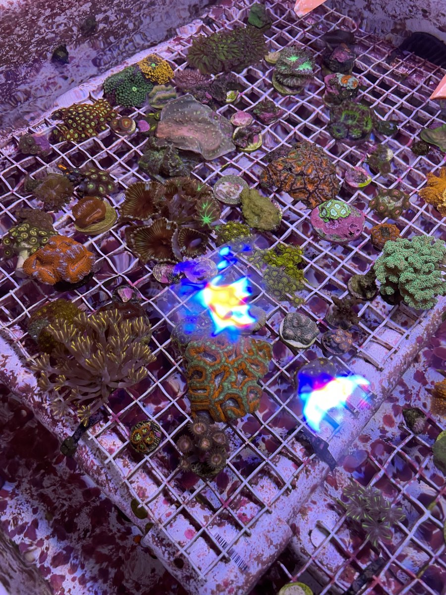 JPEG image 2 (2).jpeg