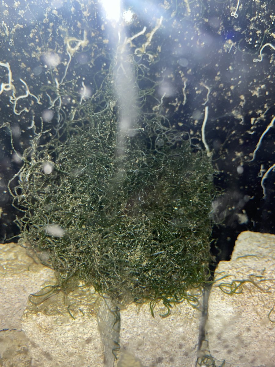 Is my chaeto dying? | Reef2Reef