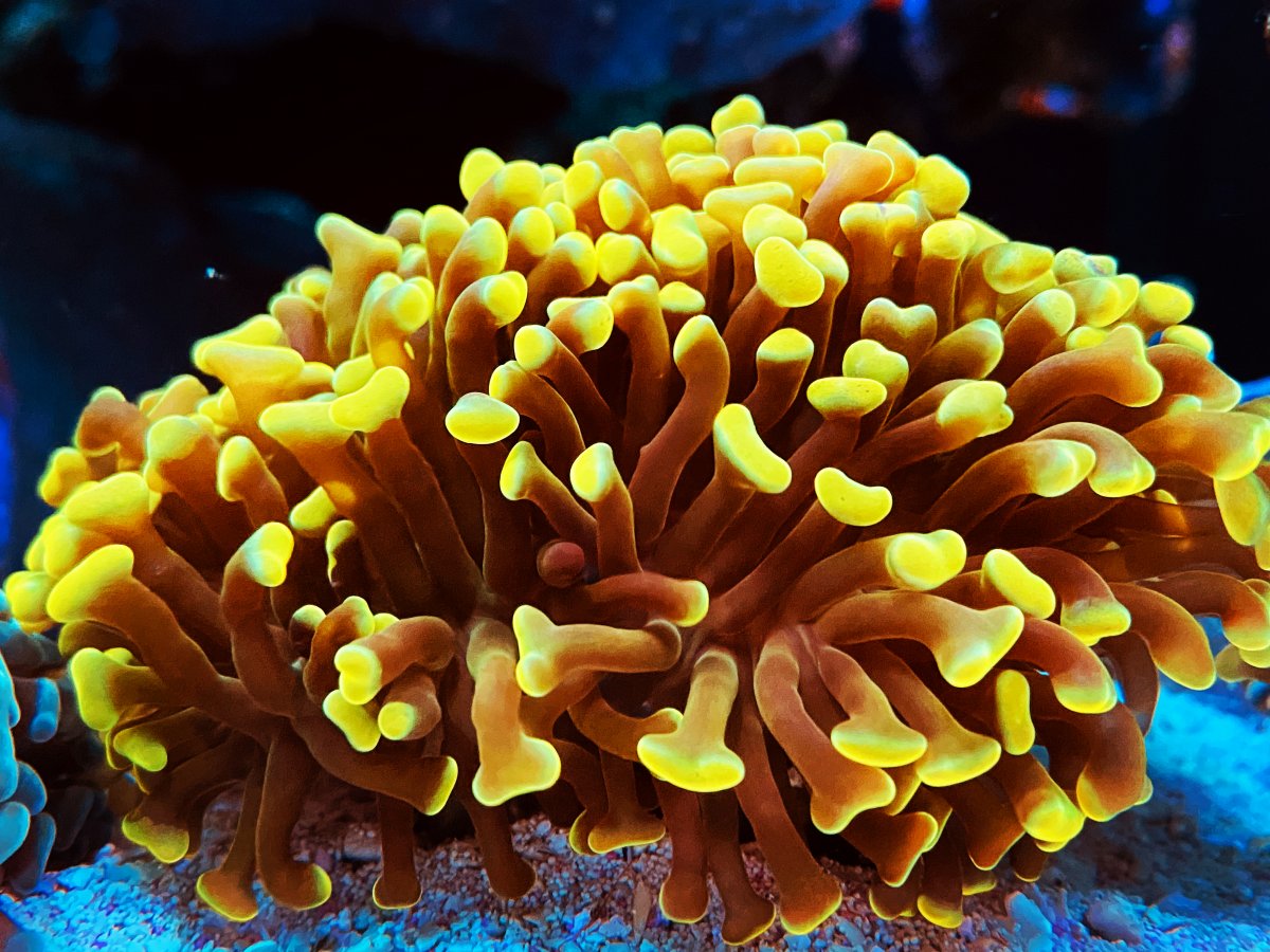 QUESTION OF THE DAY - Polyp parade: Do you keep Euphyllia corals ...