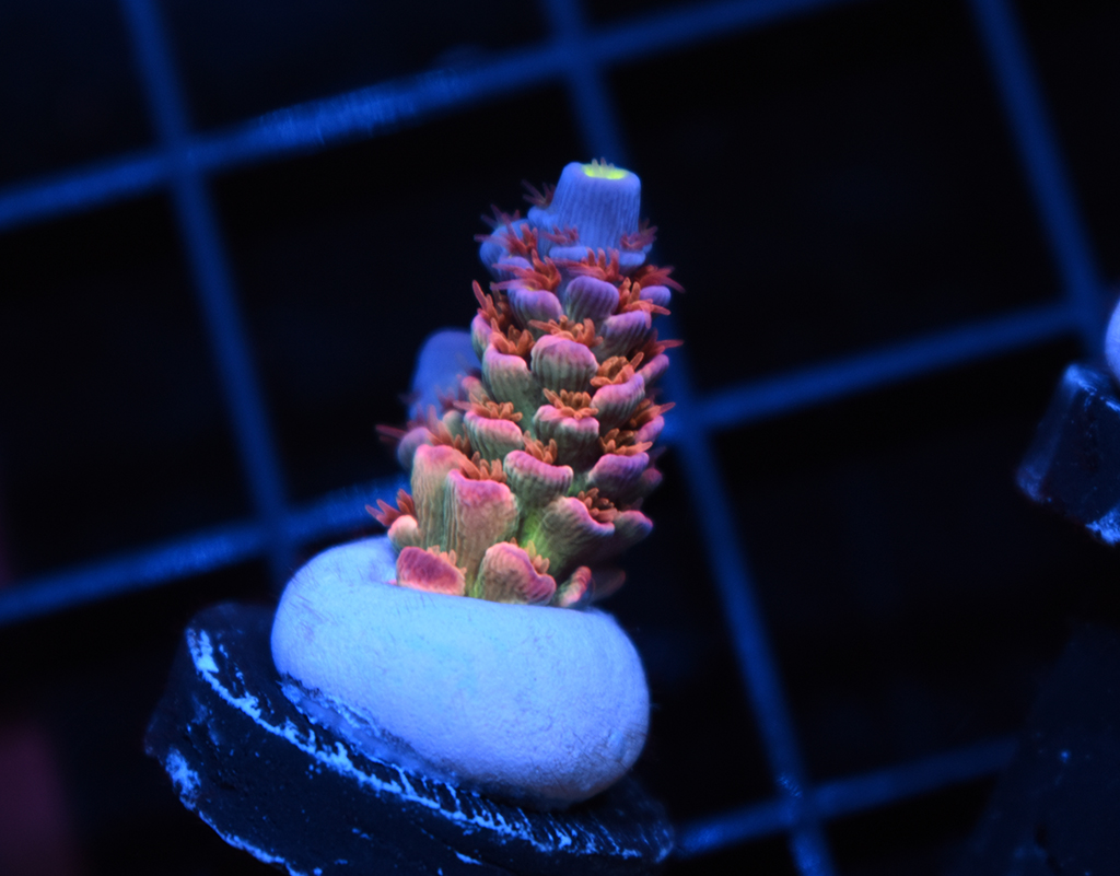 Crazy Tenuis Update + New Releases! | Reef2Reef