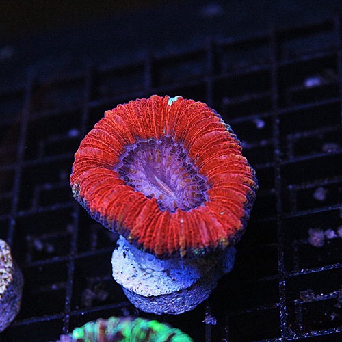 K16 Brain Coral 99-69.jpg