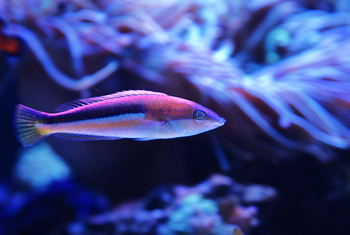 Kaleidos Pencil Wrasse.jpeg