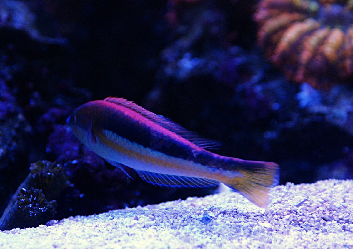 Kaleidos Pencil Wrasse.jpeg