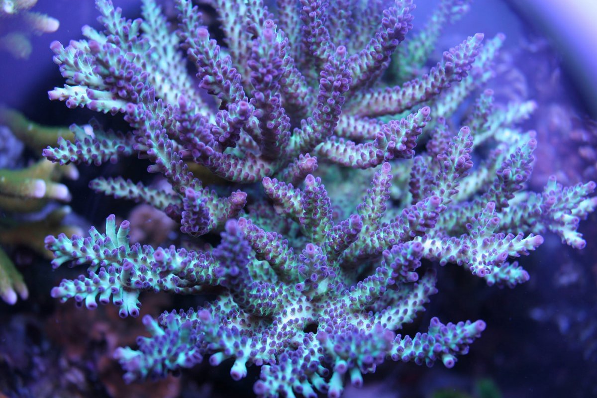 Katropora.jpeg