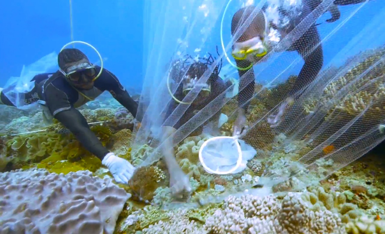 Kenya Tropical Sealife Divers collecting fish.jpg