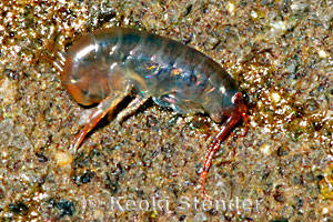 keokiamphipod.jpg