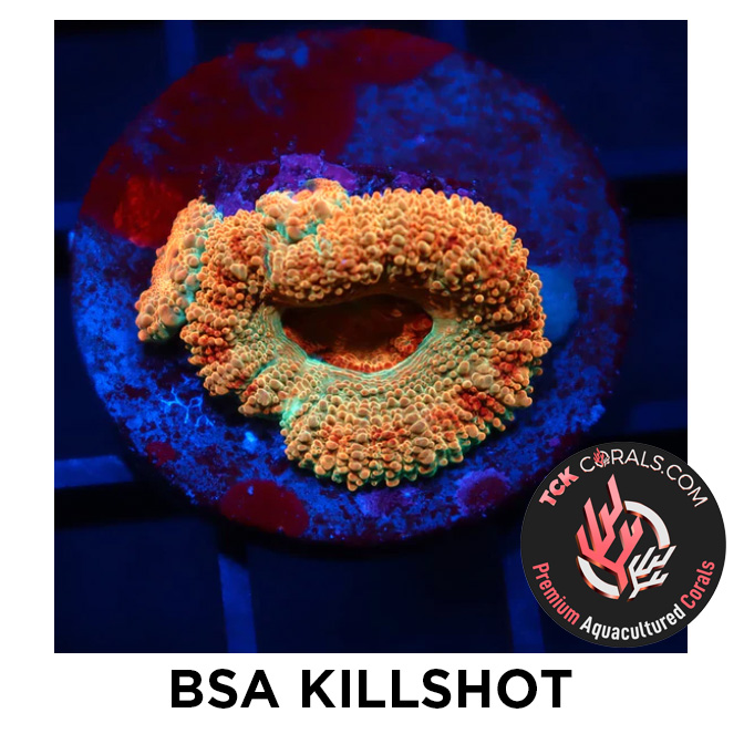 KILLSHOT.jpg