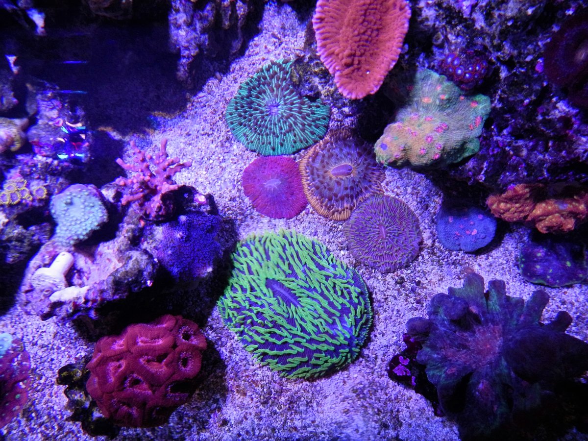 kim's plate corals.JPG