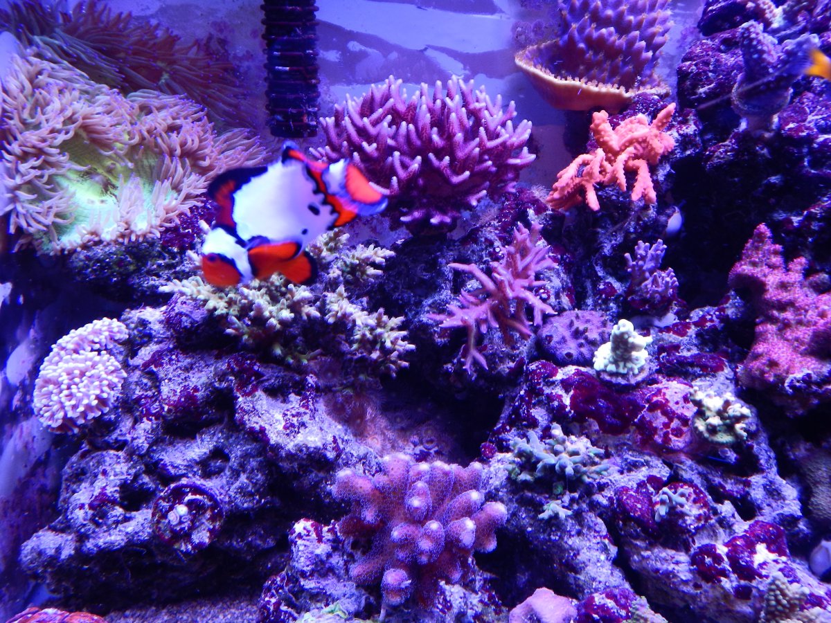 kim's tank23 002.JPG