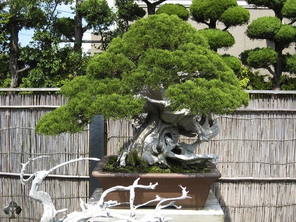 kimura-bonsai.jpeg