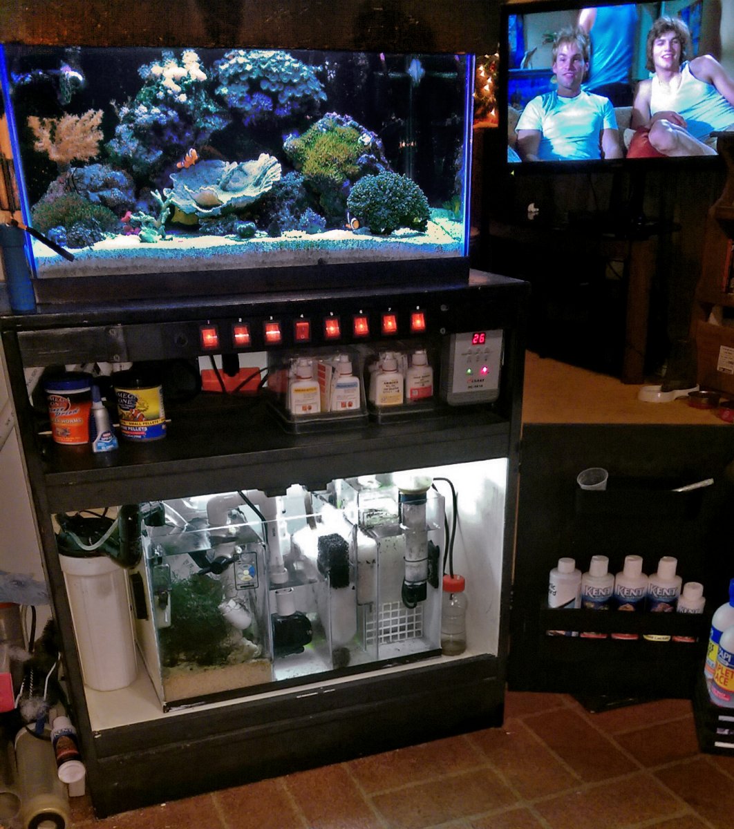 Nano Build - 3gal. Pico. What's in yours? Filtration/stock | Page 2 ...